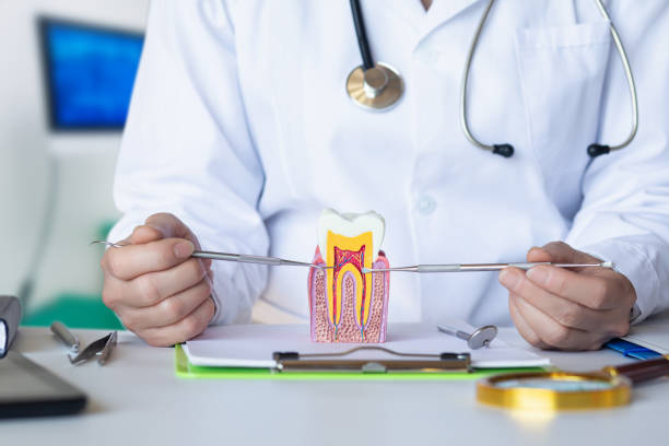 Best Emergency Dental Services for Seniors in Oakwood, IL